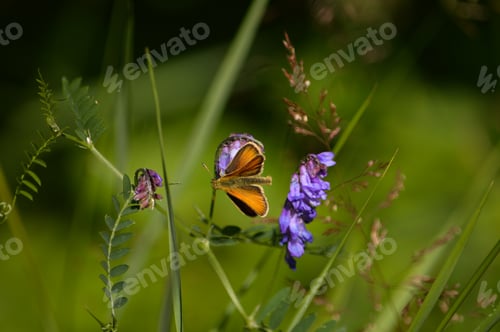 Preview: Butterfly