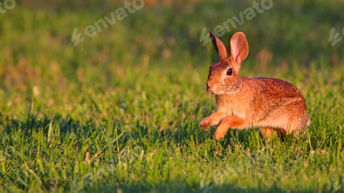 Preview: Cute rabbit jumping on the grass.