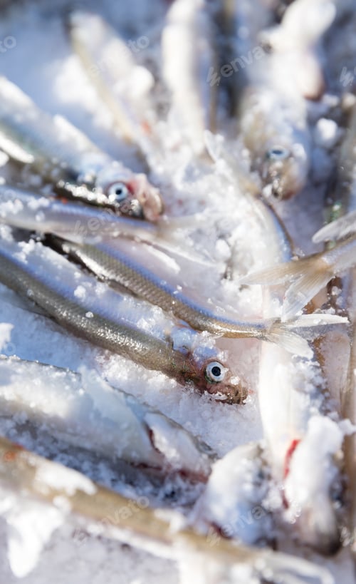 Preview: fresh smelt - delicious fish that smells of cucumber, very tasty fish. Ice Fishing.