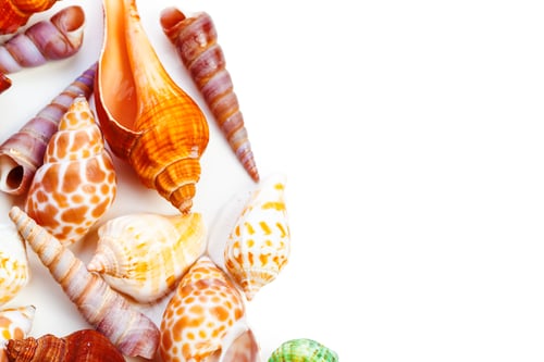 Preview: shells isolated on white background. creative photo