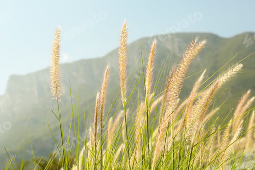 Preview: Beautiful plant growing in mountain on sunny day