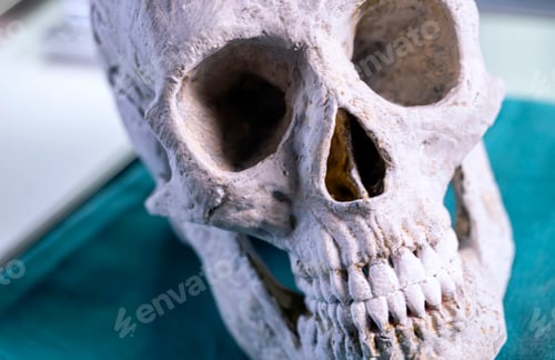 Preview: Detail of adult skull in a crime lab, concept image