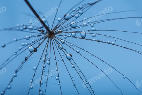 Preview: Background of dandelion with water drops.