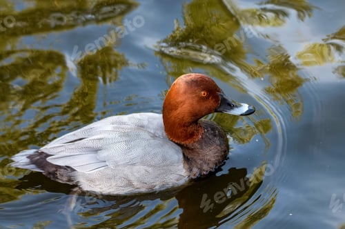Preview: Male Common Pochard or Aythya ferina in water