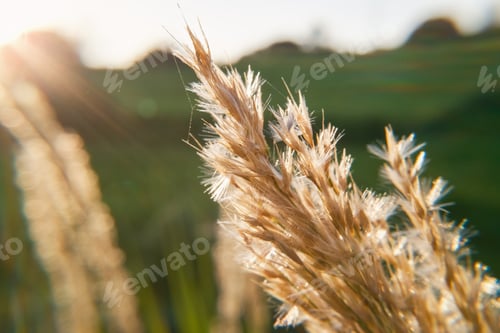 Preview: Sunlight Hitting The Wheat In The Green Field