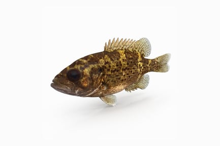Preview: Ambloplites Constellatus, Ozark Bass Gamefish