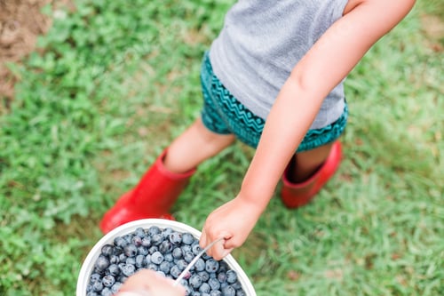 Preview: Child in Red Boots Picking Blueberries on Grass