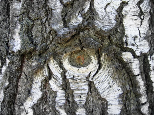 Preview: Birch bark background