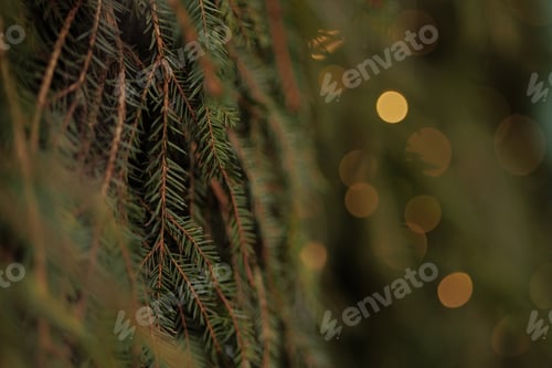 Preview: Background a texture spruce branches of Christmas tree for a Christmas card