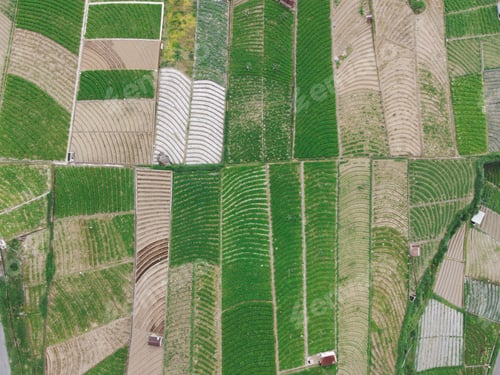 Preview: Aerial view of plantation in Indonesia.