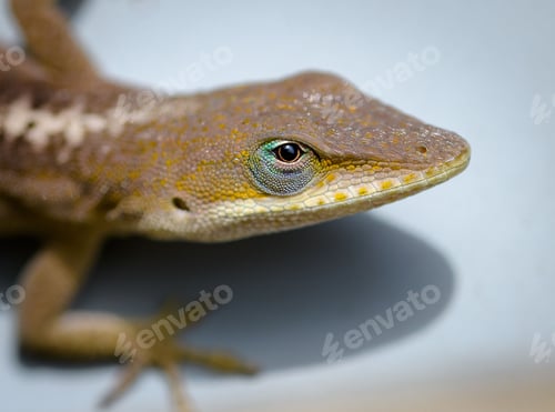 Preview: Selective focus shot of Carolina Anole on a white table