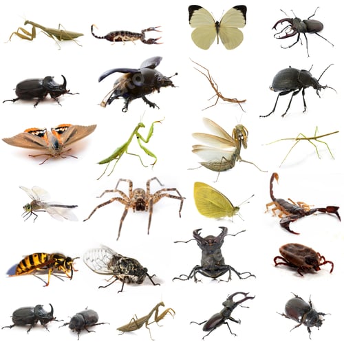 Preview: group of european insects