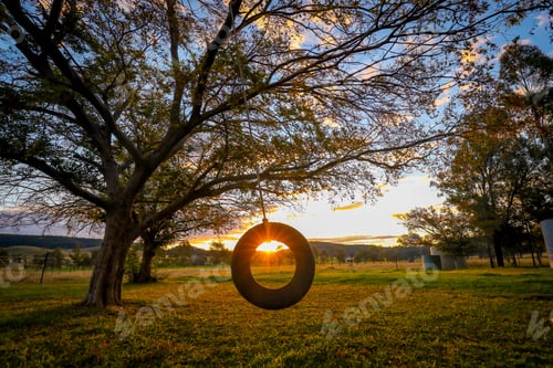 Preview: Tire swing hanging from a Chinese Elm tree