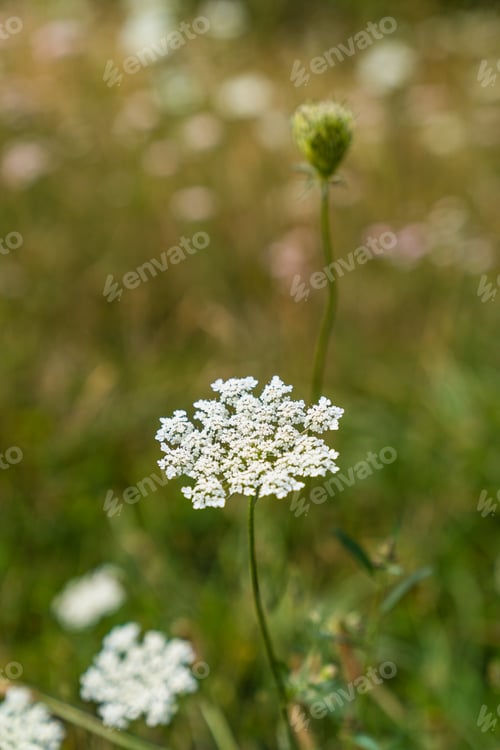 Preview: Vertical closeup shot of Anthriscus sylvestris, known as cow parsley flower growing in a field
