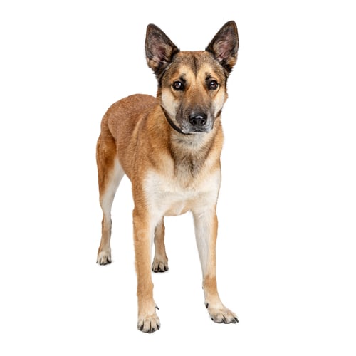 Preview: German Shepherd Crossbreed Dog Sad Expression