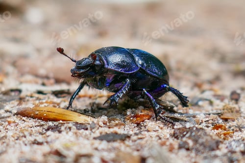 Preview: Shiny Beetle on Sandy Ground