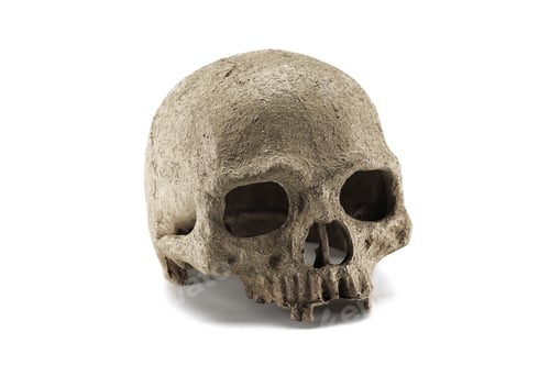 Preview: Halloween human skull isolated on white background