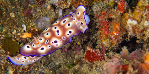 Preview: Sea Slug, Lembeh, Indonesia