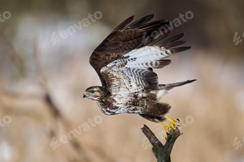 Preview: Common buzzard (Buteo buteo)