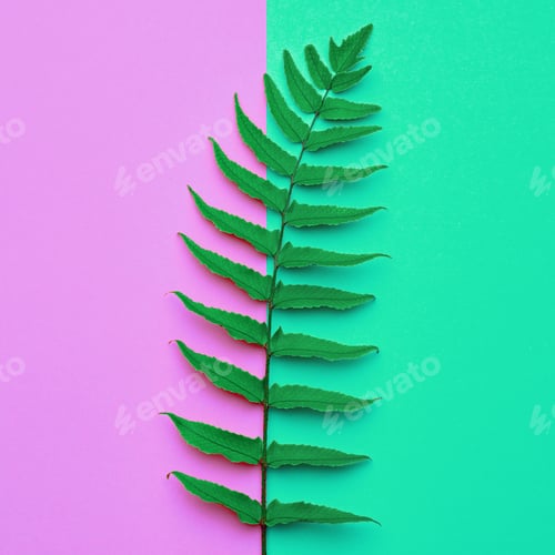 Preview: Fern