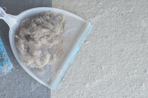 Preview: Cat hair, cat litter and lots of dust on the old dustpan