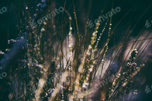 Preview: nature