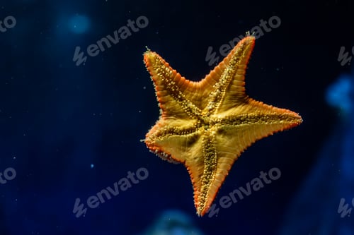 Preview: Starfish in blue depth. Underwater world.