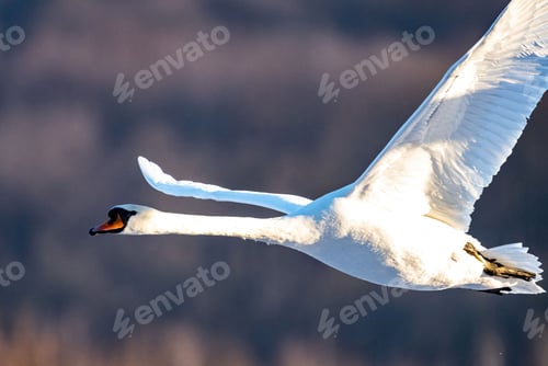 Preview: Majestic white swan soaring through the sky with its wings outstretched.