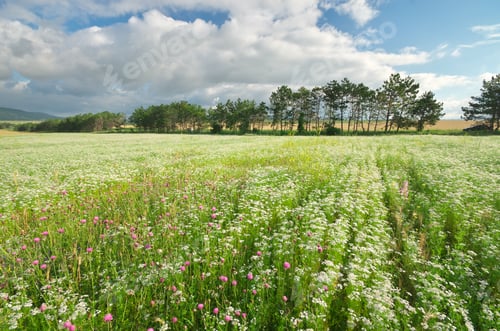 Preview: Meadow of coriander.
