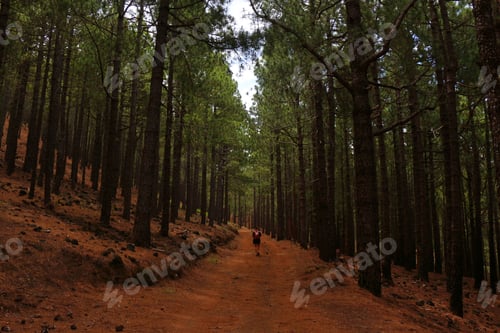 Preview: Getting Lost in the Forest