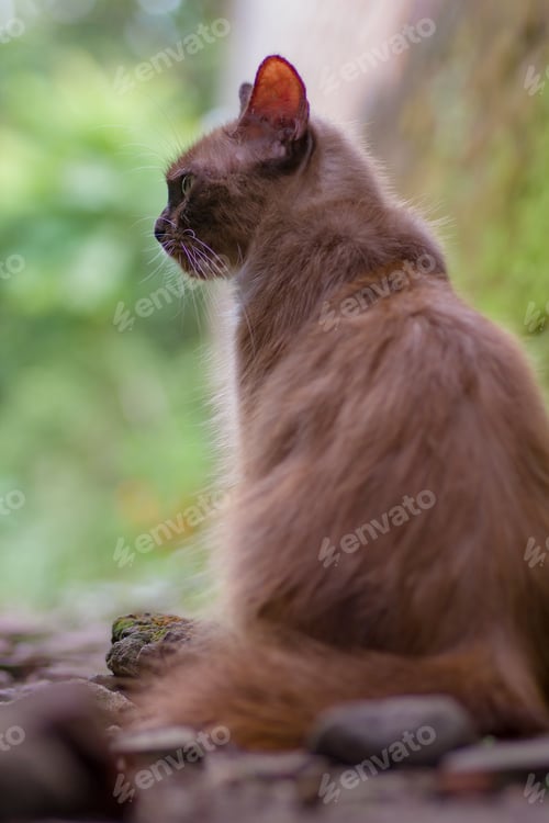 Preview: cat