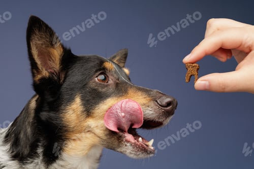 Preview: Dog licking lips while looking at dental treat held by human hand