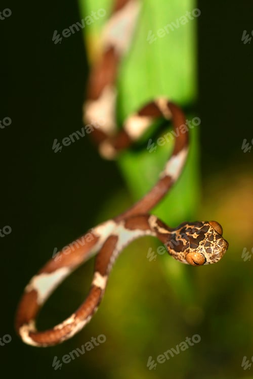 Preview: Blunthead Tree Snake, Napo River Basin, Amazonia, Ecuador