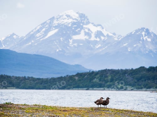 Preview: Brown Skua (Stercorarius antarcticus), Ushuaia, Tierra Del Fuego, Patagonia, Argentina, South Americ