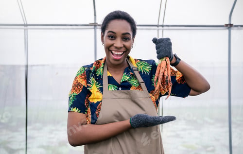 Preview: Happy farmer sme owner black woman work on picking carrot in cultivating spring season