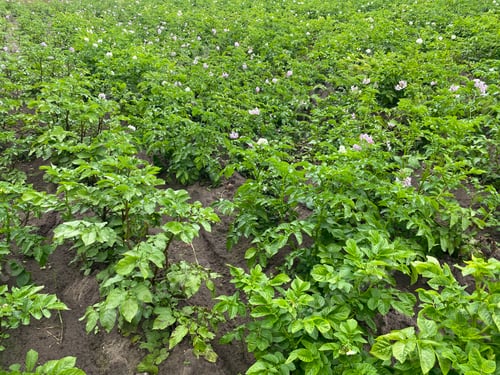 Preview: plantation with green flowering potato bushes