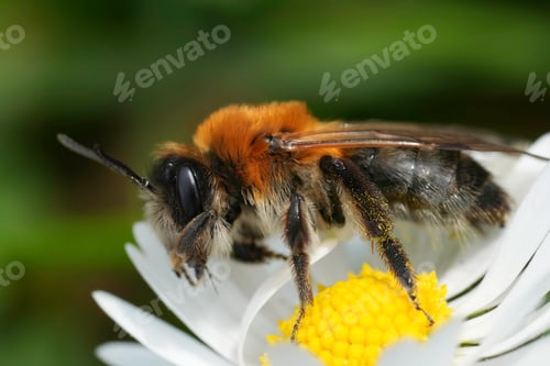 Preview: Closeup on a large female Grey-patched mining bee, Andrena nitida on a common daisy flower