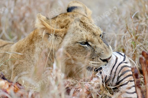 Preview: Lion in National park of Kenya
