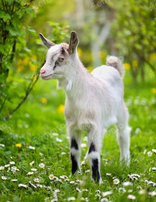 Preview: White baby goat standing on green lawn
