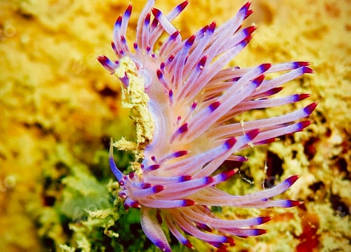 Preview: Colorful sea life underwater, shallow underwater seascape
