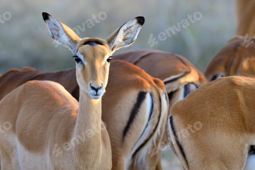 Preview: Thomson's gazelle on savanna in Africa