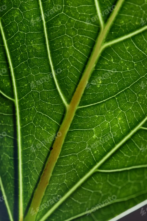 Preview: Green Leaf Background