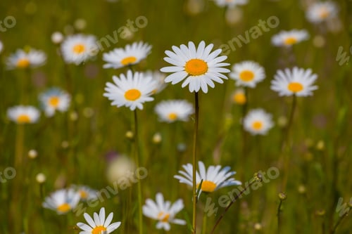 Preview: Field of daisy flowers
