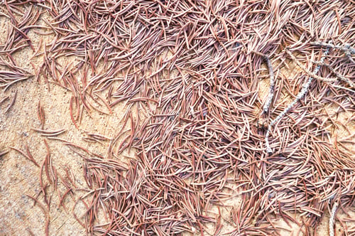Preview: Pine needles on tree trunk