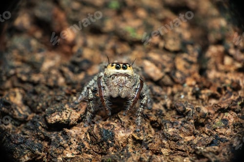 Preview: Jumping Spider Portrait on Tree Bark