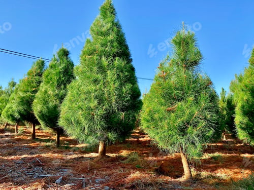 Preview: Real, living, Christmas tree farm, growing pine trees in the California sunshine.