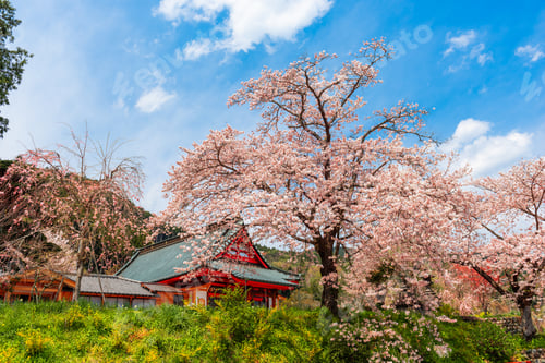 Preview: Kotokuji Temple, Shizuoka, Japan in Spring