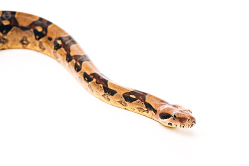 Preview: Selective focus of python on white background with copy space