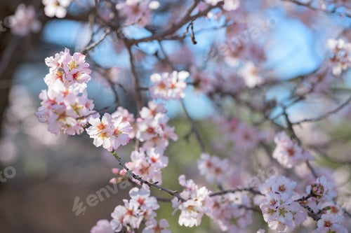 Preview: Close-up of a tree with pink flowers