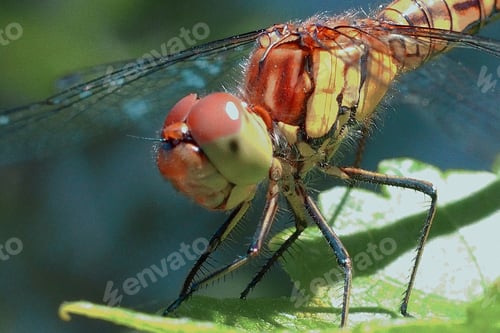 Close-up of Colorful Dragonfly on Green Leaf